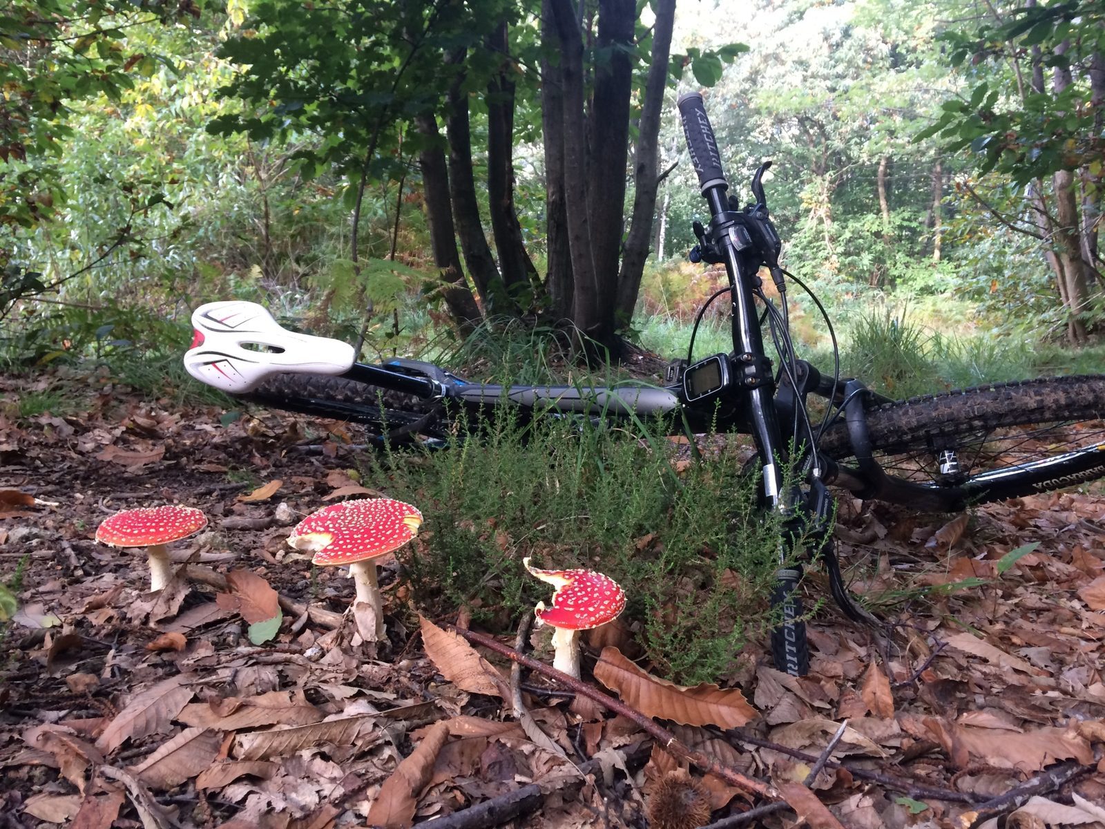Vtt en Forêt de Verrières le Buisson